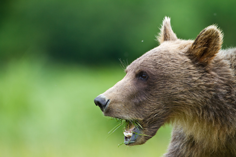 Grizzly Bear Cub